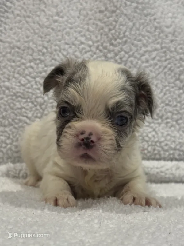 FLUFFY KOI RENO – French Bulldog puppy for sale in Camdenton, MO