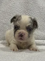 FLUFFY KOI RENO, a male French Bulldog for sale in Camdenton, MO – 1 of 7