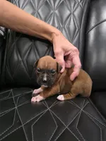 Daisy, a female Boxer for sale in Camdenton, MO – 5 of 8