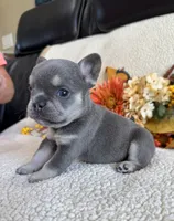 KARLEE , a female French Bulldog for sale in Camdenton, MO – 10 of 10