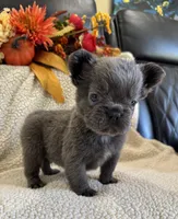 FLUFFY MOOCHY, a male French Bulldog for sale in Camdenton, MO – 4 of 8