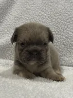 FLUFFY BIG ROPE MAUI, a female French Bulldog for sale in Camdenton, MO – 4 of 9
