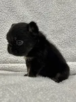FLUFFY BIG ROPE RICO, a male French Bulldog for sale in Camdenton, MO – 7 of 10