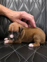 Bella, a female Boxer for sale in Camdenton, MO – 3 of 8