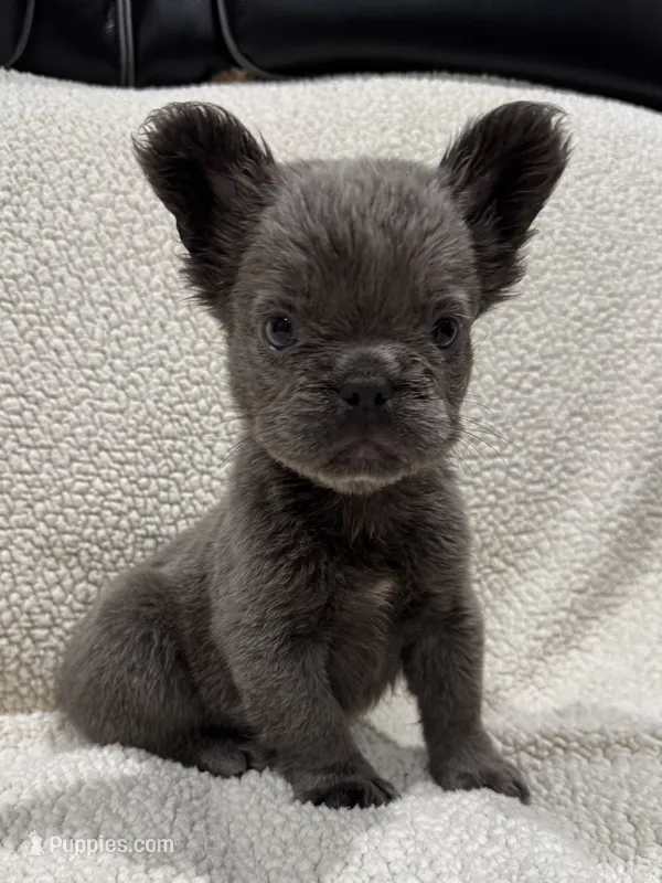 REDUCED💲FLUFFY MOOCHY – French Bulldog puppy for sale in Osage Beach, MO