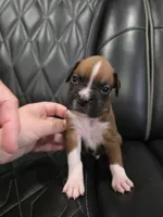 Rocky, a male Boxer for sale in Camdenton, MO – 5 of 10