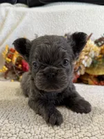FLUFFY JAZZY, a female French Bulldog for sale in Camdenton, MO – 5 of 8