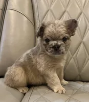 ✳️ FLUFFY JAX ✳️, a male French Bulldog for sale in Camdenton, MO – Photo 7 of 10