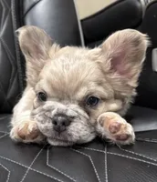 ✳️ REDUCED💲FLUFFY JAX ✳️, a male French Bulldog for sale in Camdenton, MO – Photo 4 of 10