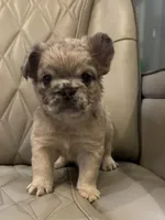 ✳️ FLUFFY JAX ✳️, a male French Bulldog for sale in Camdenton, MO – Photo 1 of 10