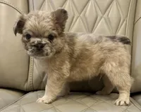 ✳️ FLUFFY JAX ✳️, a male French Bulldog for sale in Camdenton, MO – Photo 2 of 10
