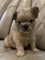 ✳️ FLUFFY JAX ✳️, a male French Bulldog for sale in Camdenton, MO – Photo 5 of 10