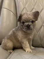 ✳️ FLUFFY JAX ✳️, a male French Bulldog for sale in Camdenton, MO – Photo 3 of 10