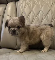 ✳️ FLUFFY JAX ✳️, a male French Bulldog for sale in Camdenton, MO – Photo 4 of 10