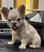 ✳️ REDUCED💲FLUFFY JAX ✳️, a male French Bulldog for sale in Camdenton, MO – Photo 3 of 10