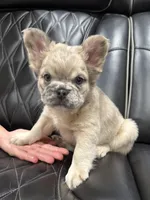 ✳️ REDUCED💲FLUFFY JAX ✳️, a male French Bulldog for sale in Camdenton, MO – Photo 1 of 10