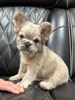 ✳️ REDUCED💲FLUFFY JAX ✳️, a male French Bulldog for sale in Camdenton, MO – Photo 2 of 10