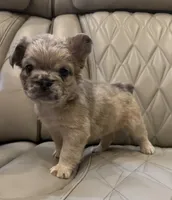 ✳️ FLUFFY JAX ✳️, a male French Bulldog for sale in Camdenton, MO – Photo 10 of 10