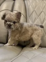 ✳️ FLUFFY JAX ✳️, a male French Bulldog for sale in Camdenton, MO – Photo 6 of 10