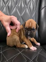 Reese, a male Boxer for sale in Camdenton, MO – 4 of 8