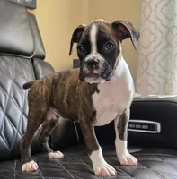 Marlee- full akc, a female Boxer for sale in Camdenton, MO – 10 of 10