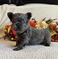 FLUFFY JAZZY, a female French Bulldog for sale in Camdenton, MO – 3 of 8