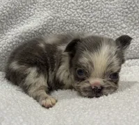 FLUFFY MAJESTY, a female French Bulldog for sale in Camdenton, MO – 7 of 10