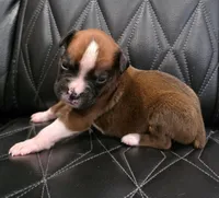 Cooper, a male Boxer for sale in Camdenton, MO – 2 of 10