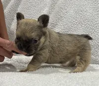FLUFFY FLUFFY MIA, a female French Bulldog for sale in Camdenton, MO – 10 of 10