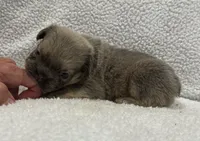 FLUFFY BIG ROPE MAUI, a female French Bulldog for sale in Camdenton, MO – 8 of 9