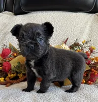 FLUFFY ROCKY, a male French Bulldog for sale in Camdenton, MO – 4 of 7