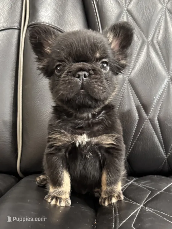 REDUCED PRICE FLUFFY BIG ROPE RICO – French Bulldog puppy for sale in Camdenton, MO