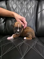 Rocky, a male Boxer for sale in Camdenton, MO – 3 of 10