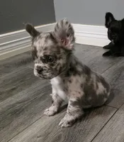 Fluffy Emma, a female French Bulldog for sale in Camdenton, MO – 5 of 10