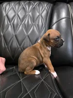 Remi, a male Boxer for sale in Camdenton, MO – 6 of 9