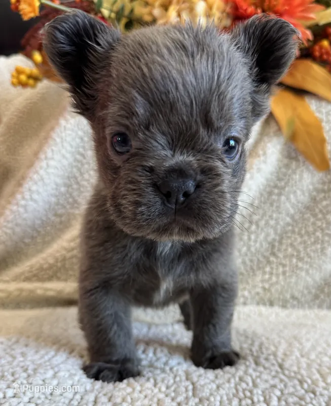 FLUFFY MOOCHY – French Bulldog puppy for sale in Camdenton, MO