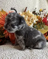 FLUFFY HUXLEY, a male French Bulldog for sale in Camdenton, MO – 4 of 8