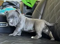 Star *Pocket bully*, a female American Bully for sale in Camdenton, MO – 9 of 10