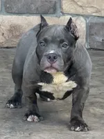  REDUCED PRICE Star *Pocket bully*, a female American Bully for sale in Camdenton, MO – 6 of 10