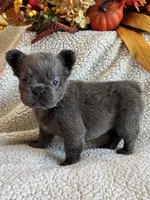 FLUFFY MOOCHY, a male French Bulldog for sale in Camdenton, MO – 2 of 8