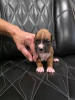 Bella, a female Boxer for sale in Camdenton, MO – 4 of 8