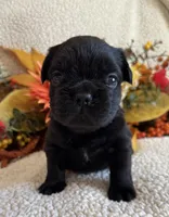 FLUFFY MARLEE, a female French Bulldog for sale in Camdenton, MO – 4 of 6