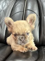 REDUCED PRICE FLUFFY FLUFFY MIA , a female French Bulldog for sale in Camdenton, MO – 4 of 10