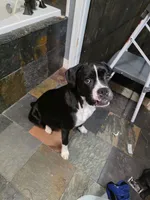 Harper AKC, a female Boxer for sale in Camdenton, MO – 4 of 6