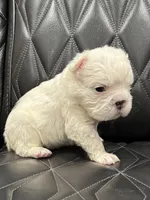 🦠 FLUFFY💲BREA🦠, a female French Bulldog for sale in Camdenton, MO – Photo 4 of 7