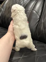 🦠 FLUFFY💲BREA🦠, a female French Bulldog for sale in Camdenton, MO – Photo 7 of 7