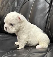 🦠 FLUFFY💲BREA🦠, a female French Bulldog for sale in Camdenton, MO – Photo 5 of 7