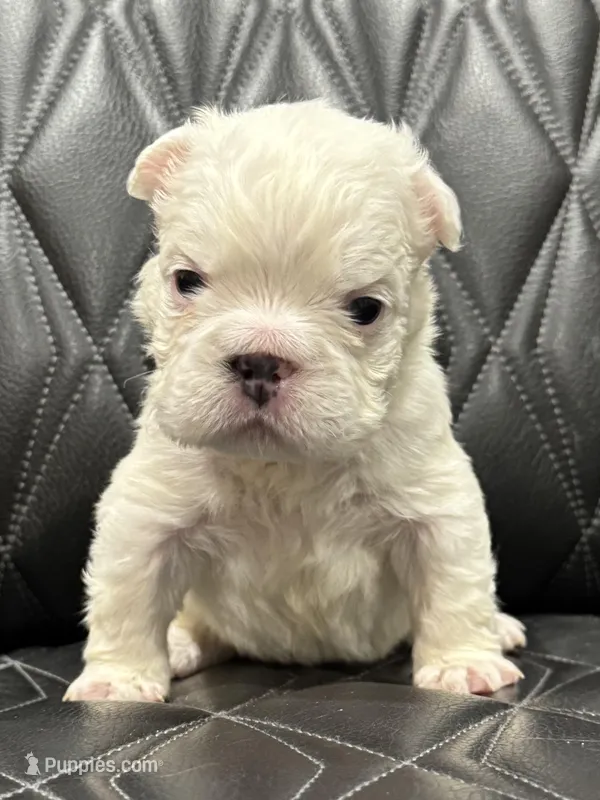 🦠 FLUFFY💲BREA🦠 – French Bulldog puppy for sale in Camdenton, MO