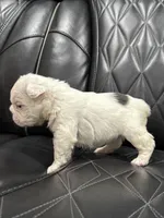 🦠 FLUFFY💲BREA🦠, a female French Bulldog for sale in Camdenton, MO – Photo 6 of 7