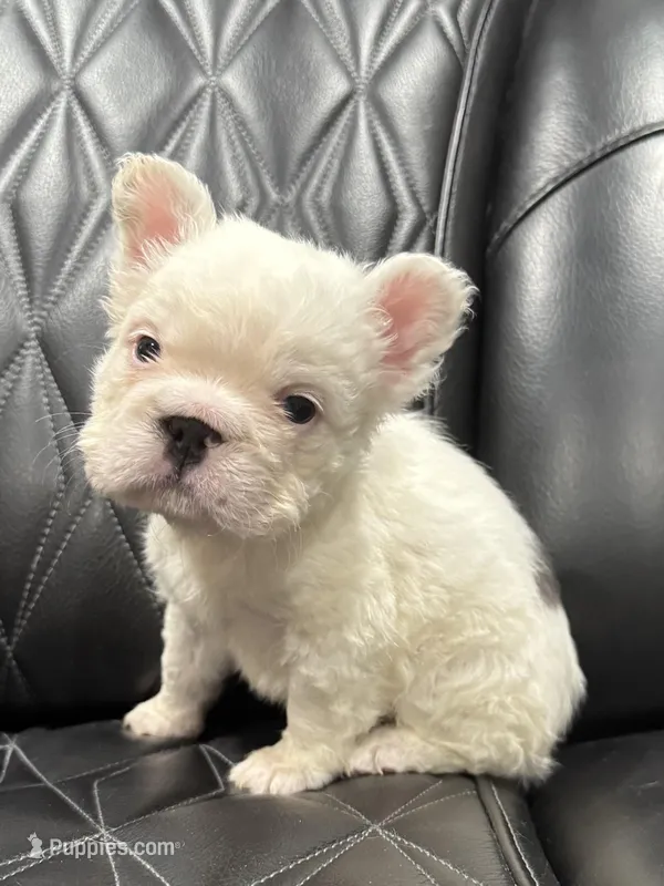 🦠 REDUCED💲FLUFFY💲BREA🦠 – French Bulldog puppy for sale in Camdenton, MO